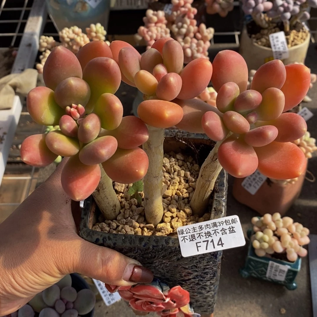 金蟾714/10cm的肉