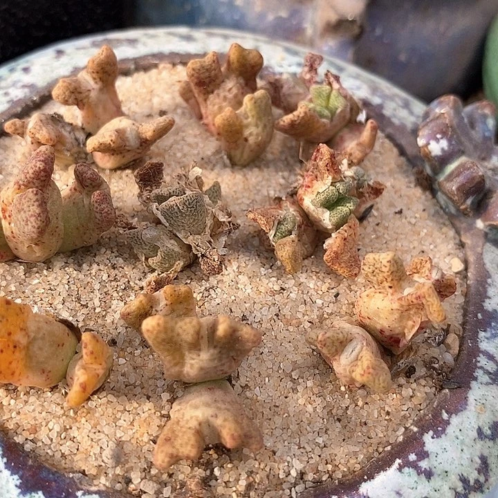 三头园艺鹿角斑马一颗