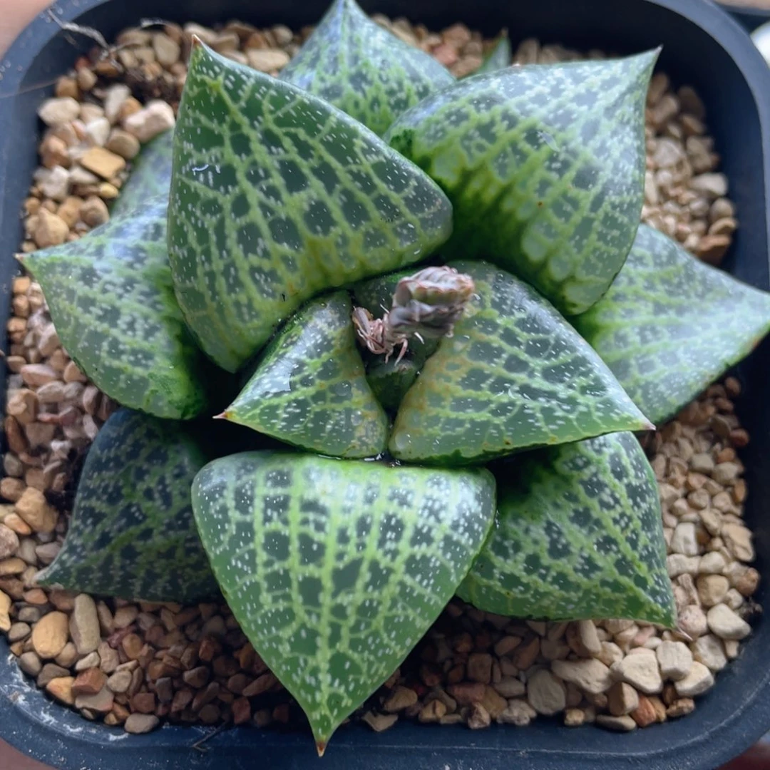 十二卷多肉白鲸康平寿。