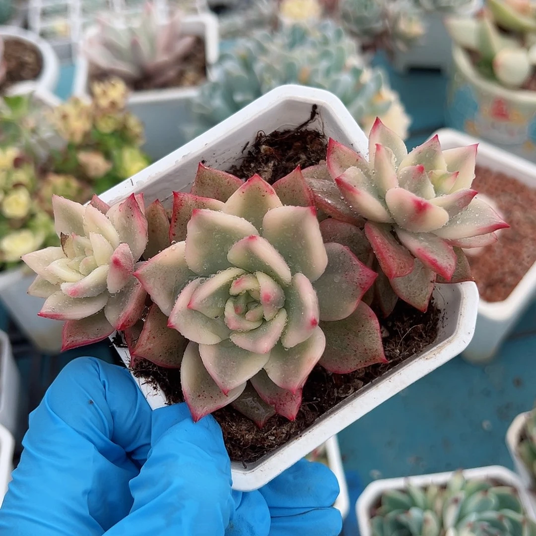 卡梅拉锦底座，三头覆轮锦