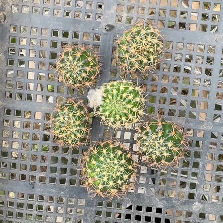 220丽花美9歪3公分左右无根侧牙斑，20包邮