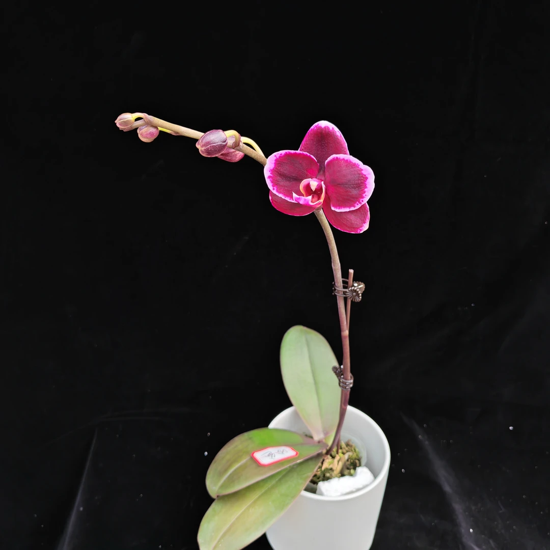 蝴蝶兰【哈爸开花株】基地直发高端花卉