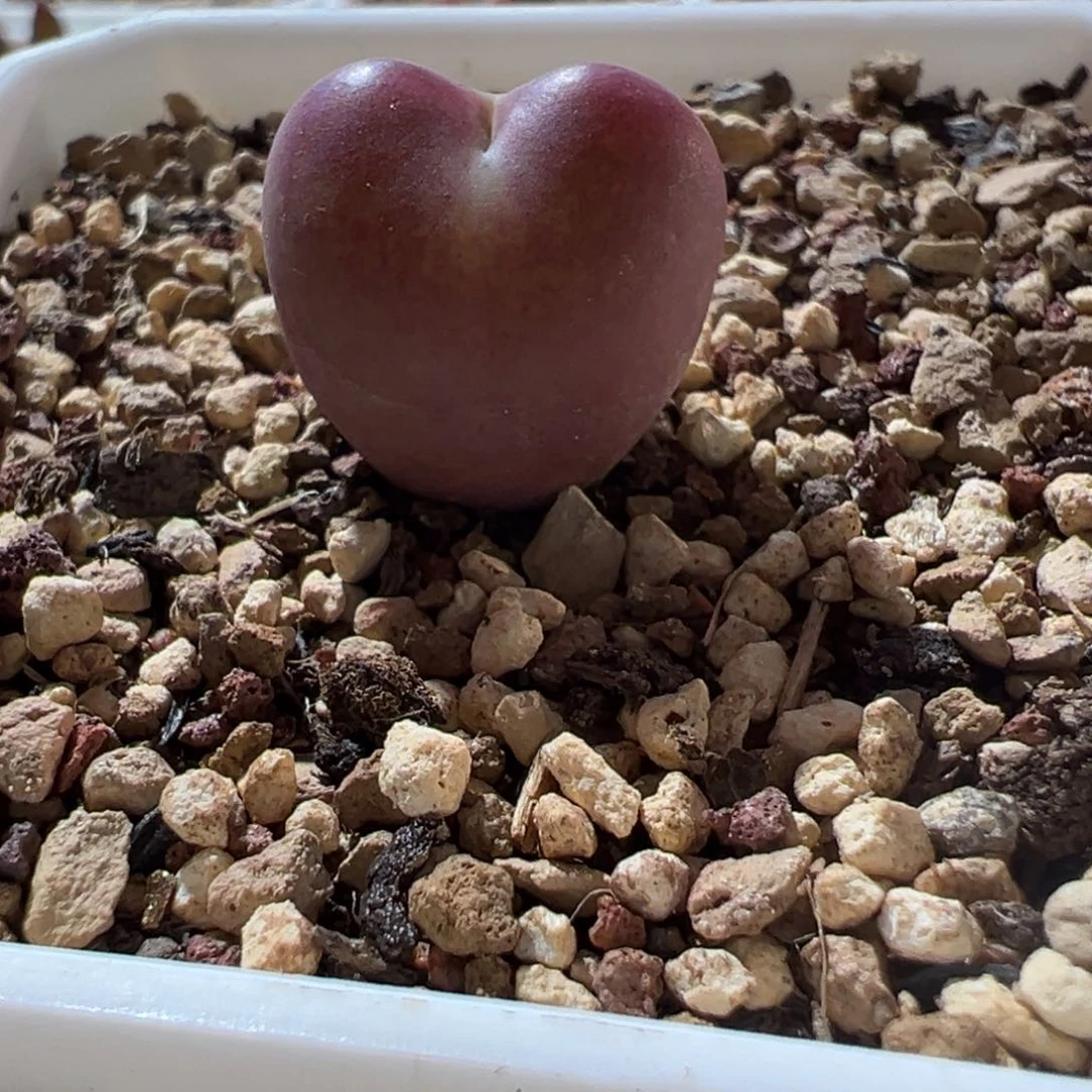 ?***_将杂，肉锥植物