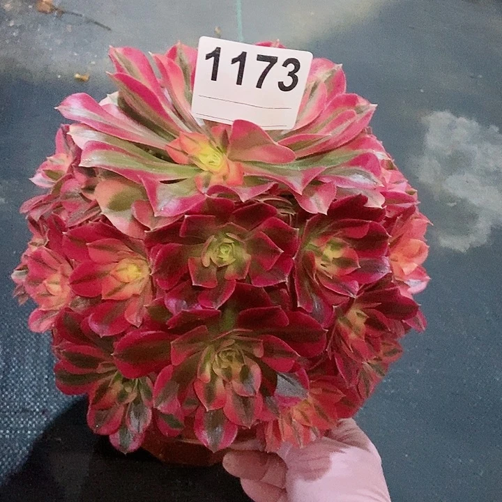 红陶1173女巫小颗4多肉