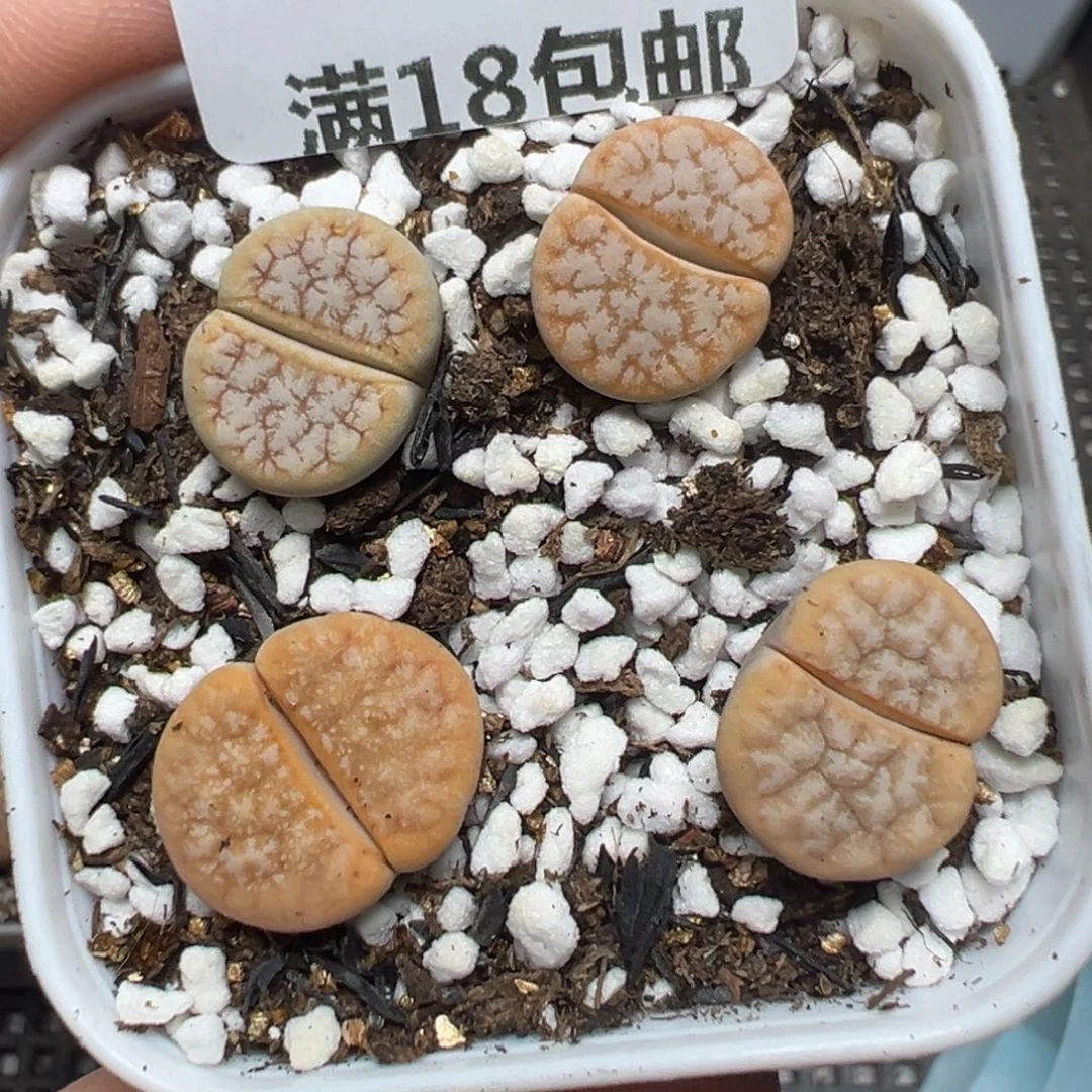 【闪购商品】121……