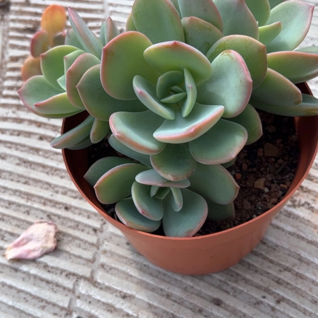 【闪购商品】无花朵奶*