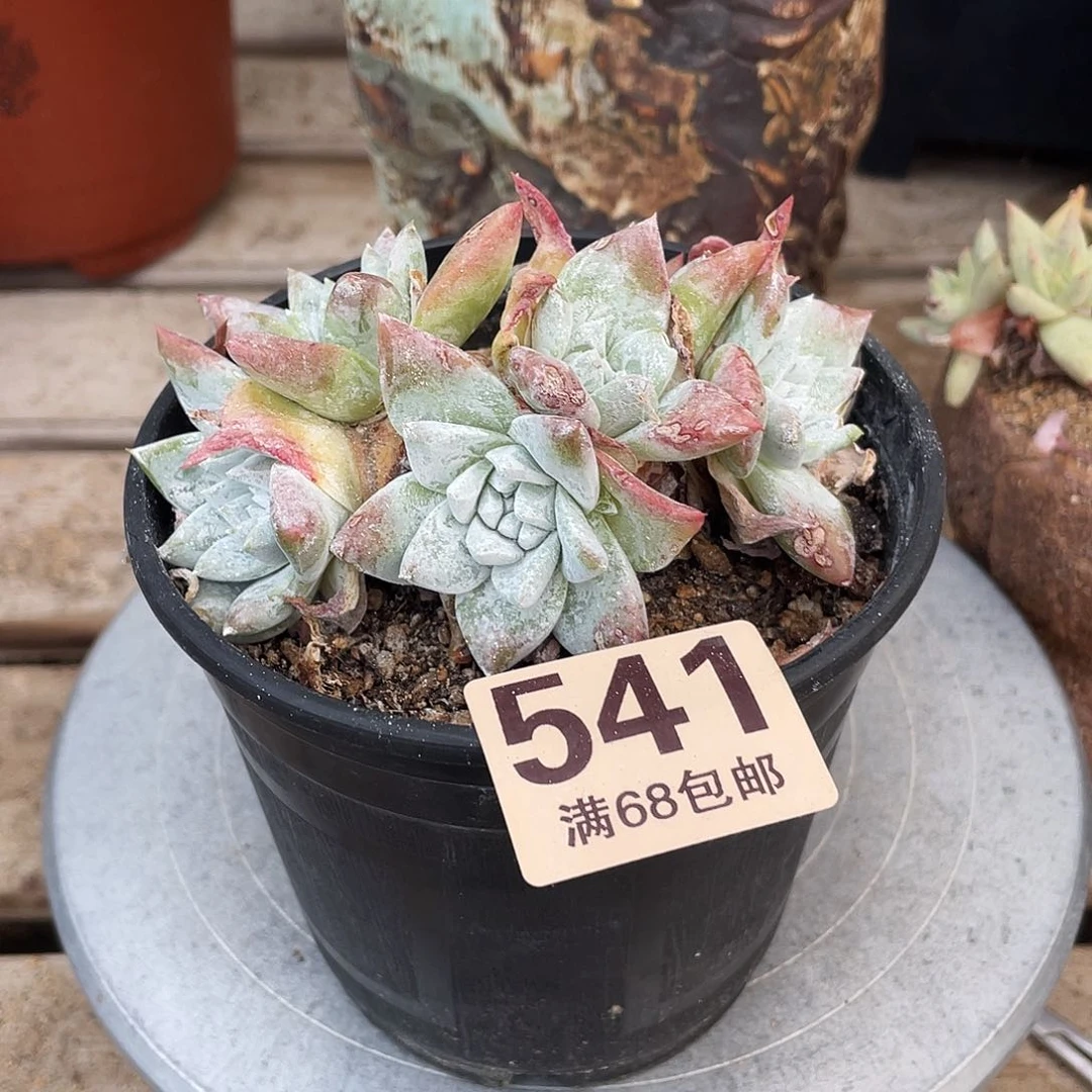 晨溪园艺仙女杯呀