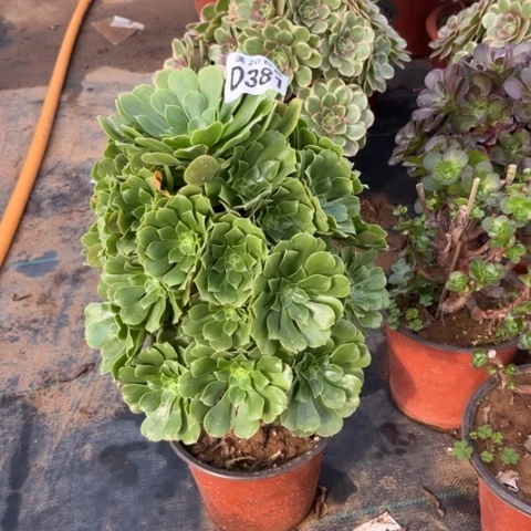 381绿羊绒不包断枝