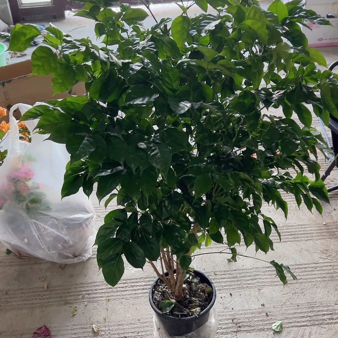 超大富贵树1盆，新疆发货