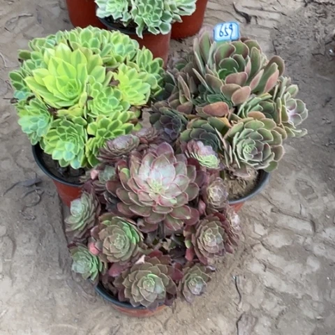 659多肉植物组合，