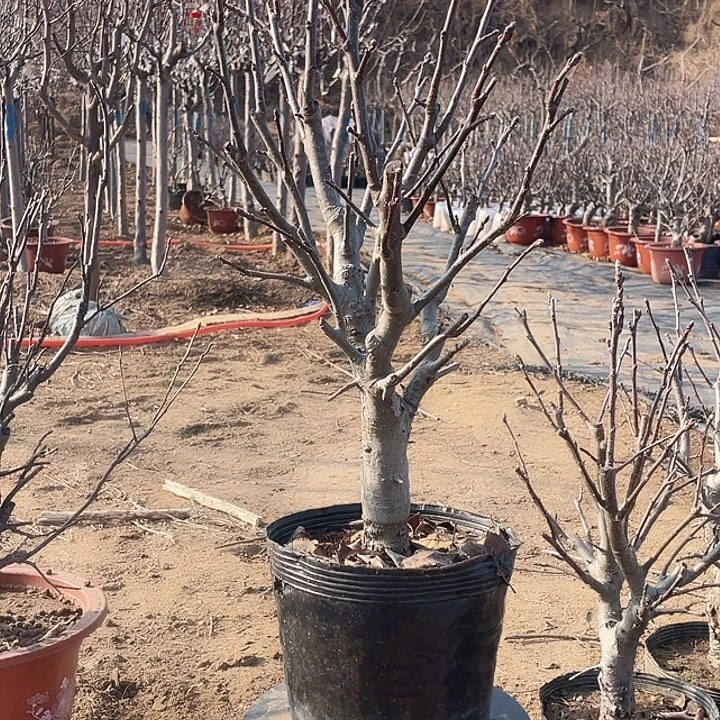 盆栽绿植苹果树一物一拍