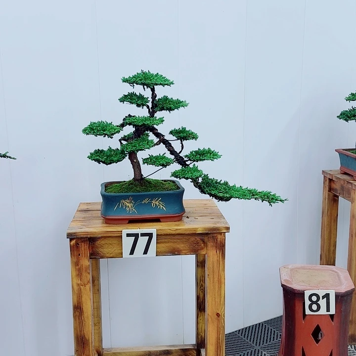 无***悔无花朵松柏盆景一物一拍