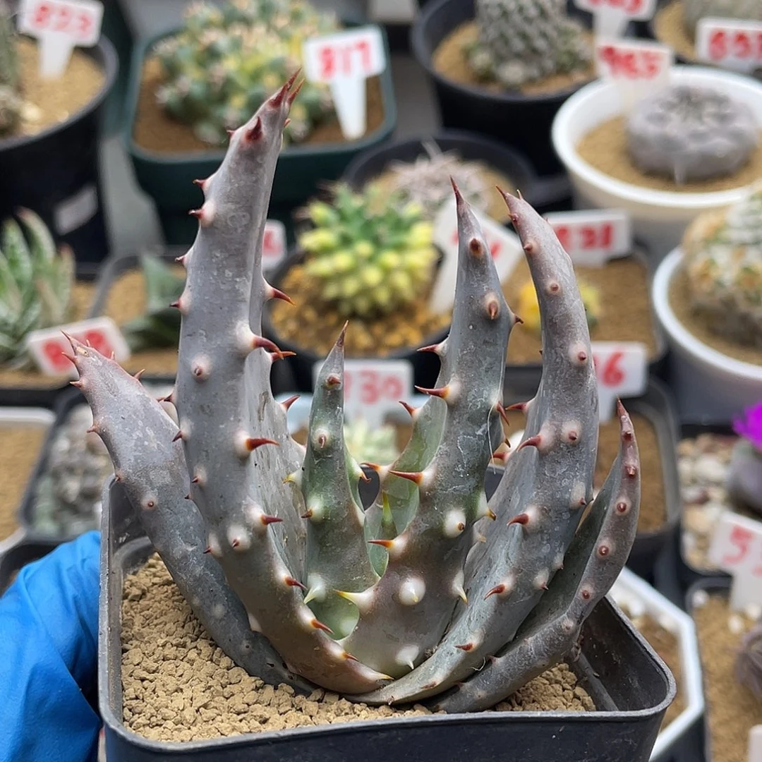 实生宽叶王刺锦芦荟仙人球