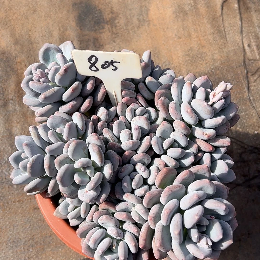 805号咖啡美人，一物一拍