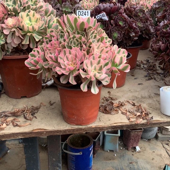 241粉女巫多肉法师