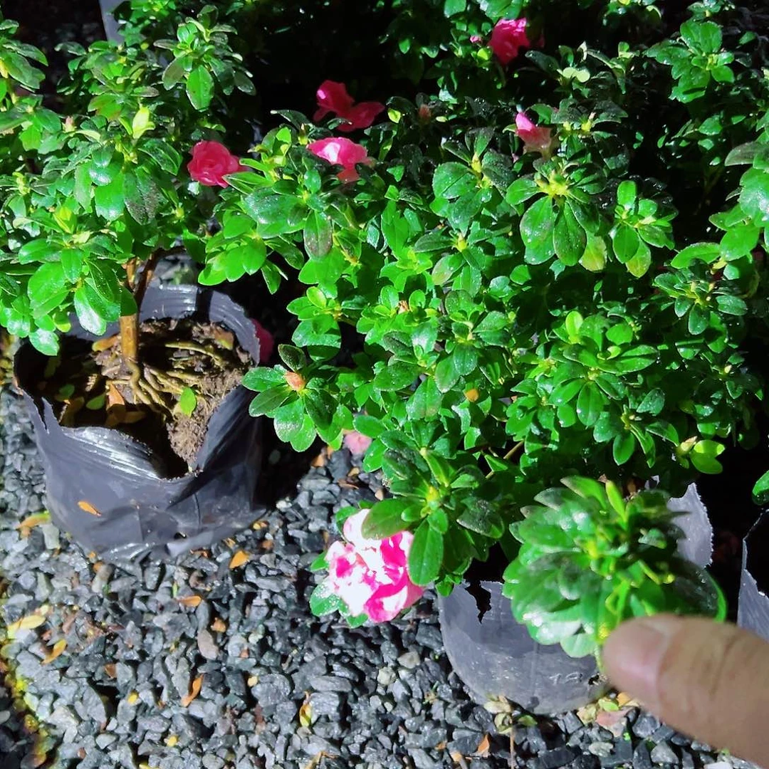 无花朵盆景皋月杜鹃小玫瑰