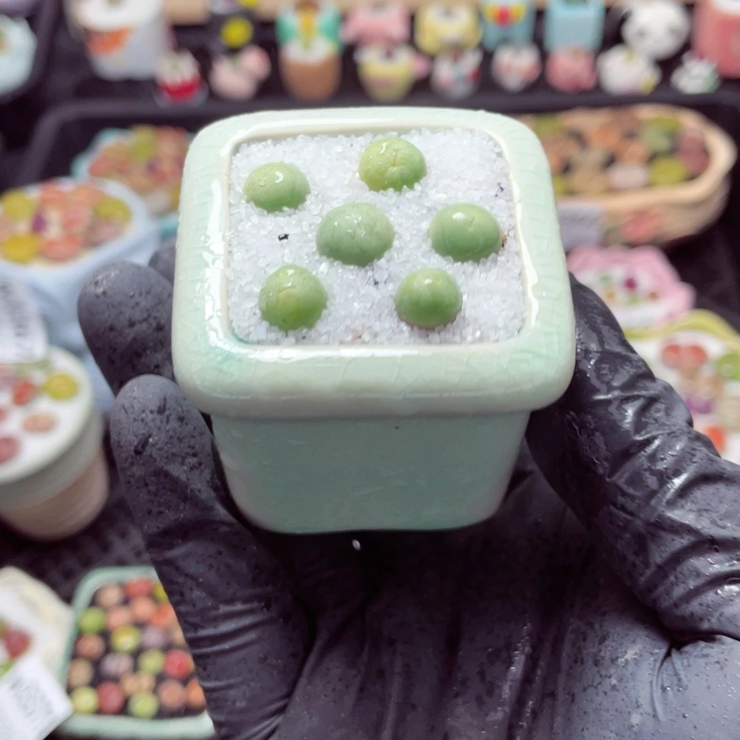 w3373--带盆土发货，零下地区拍保温箱