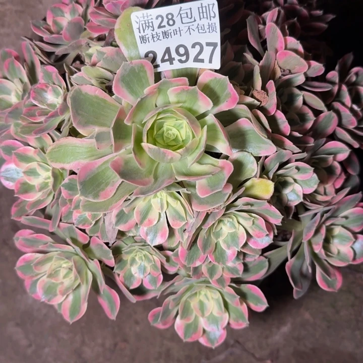 24927女妖多肉植物