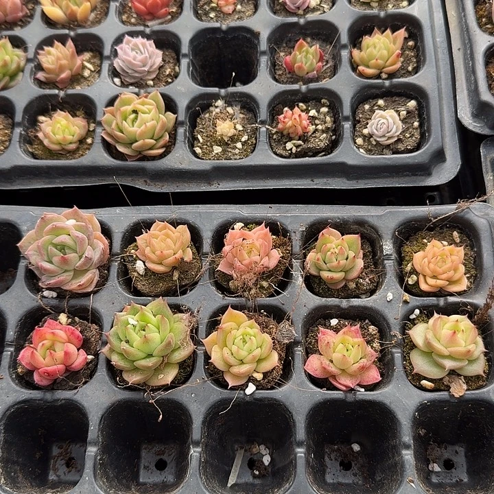 蓝丝绒杂交东云十棵量拍左四左五1-19