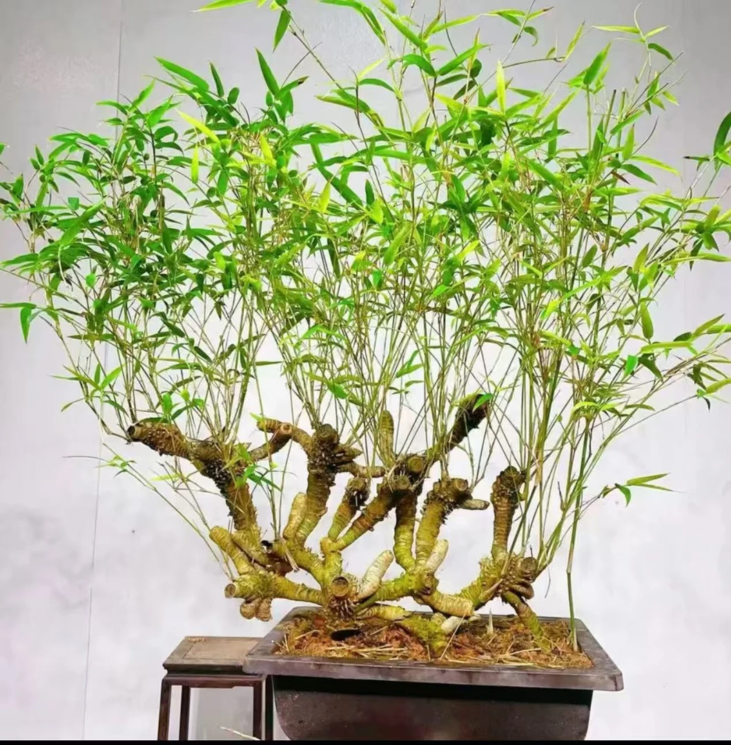 青龙竹，小叶实心玉竹，小叶簕竹竹子，一物一拍
