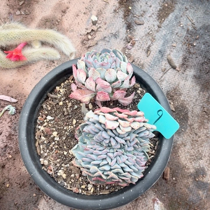 晨语多肉一物一拍9