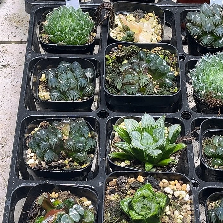 52 脱土发货8颗13.9包邮