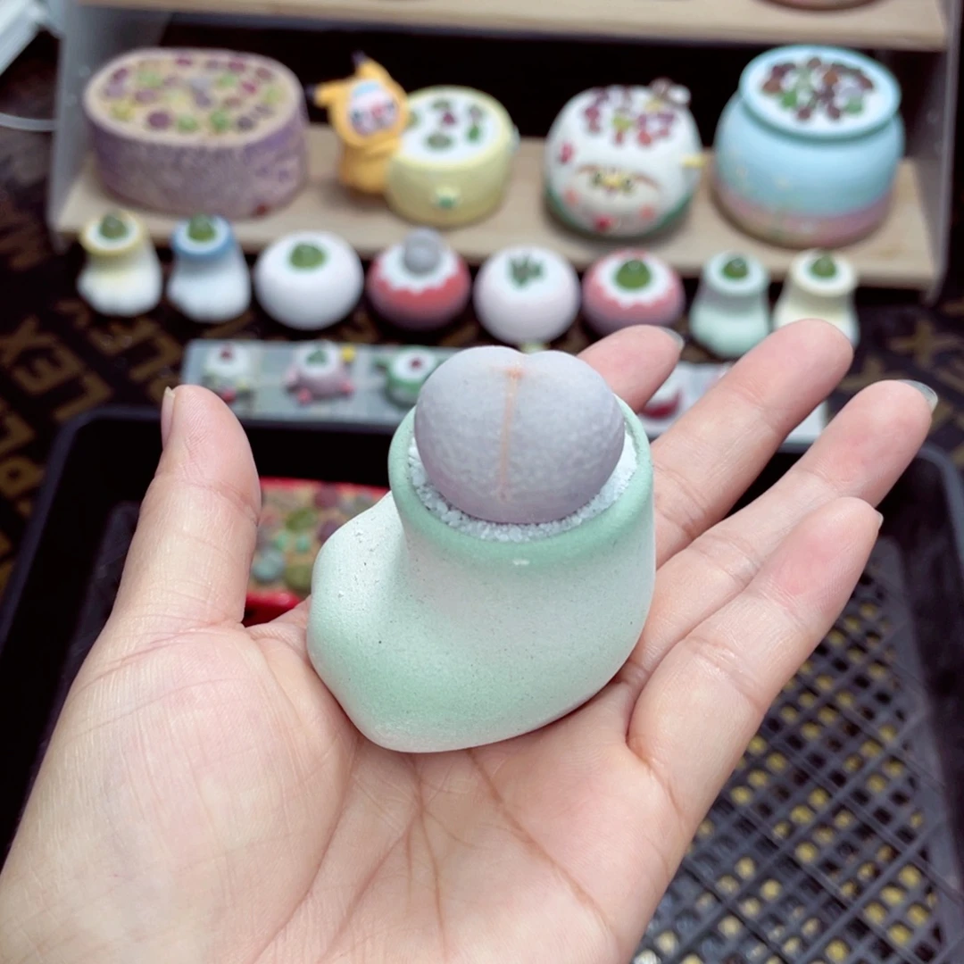 w5241 带盆土发货一物一拍