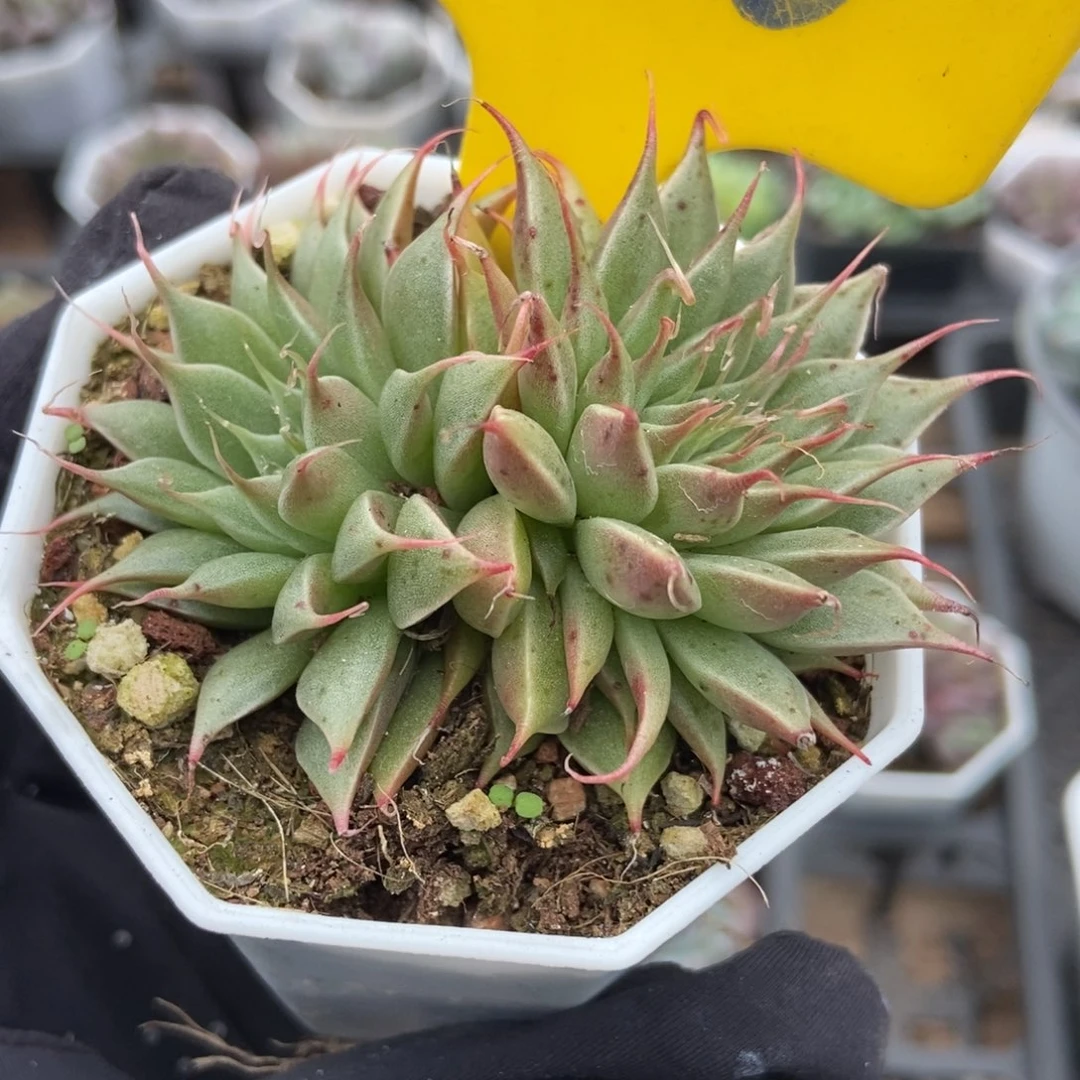 950银星多肉植物多肉