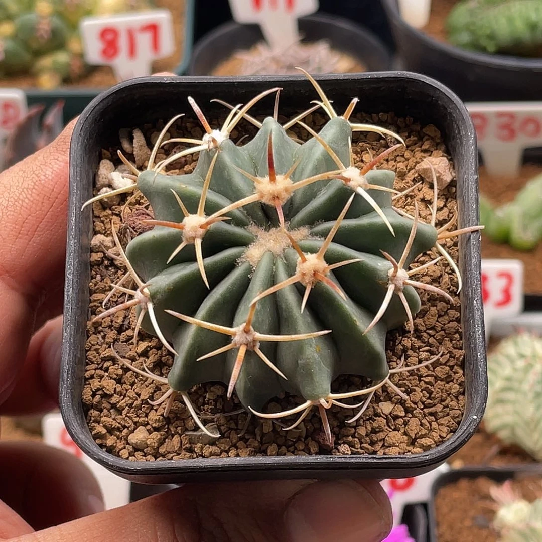 实生剑刺凌波仙人球 带盆土包邮