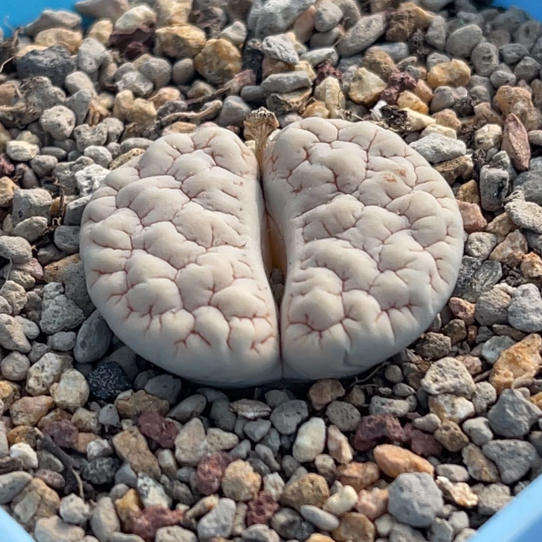 2109凹凸脑纹189一颗