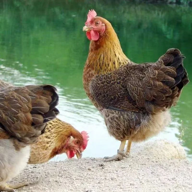 广东英德走地果园鸡土麻鸡 180天左右2只约6斤左右