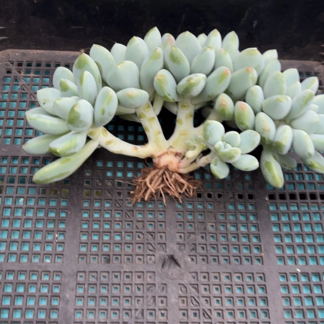 大叶奶糖多肉植物