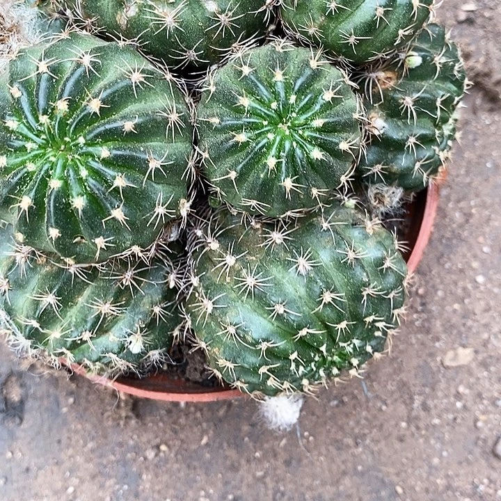 多头汤姆丽花3688