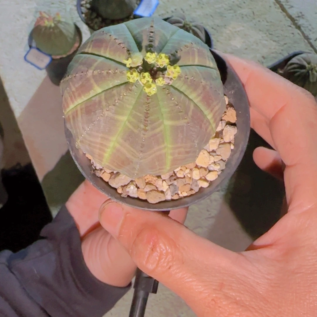 X**X块根植物块根植物