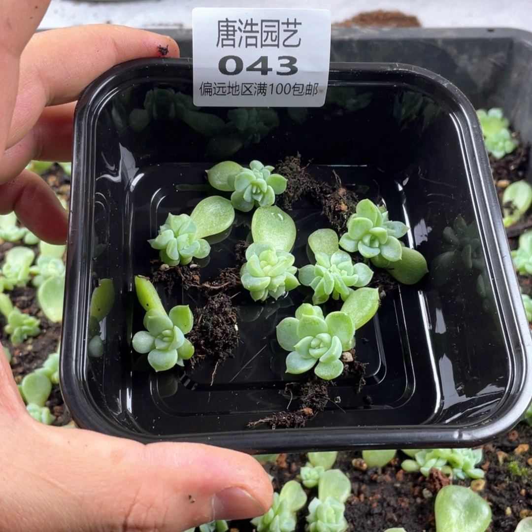 泼天财富量拍一份7颗043