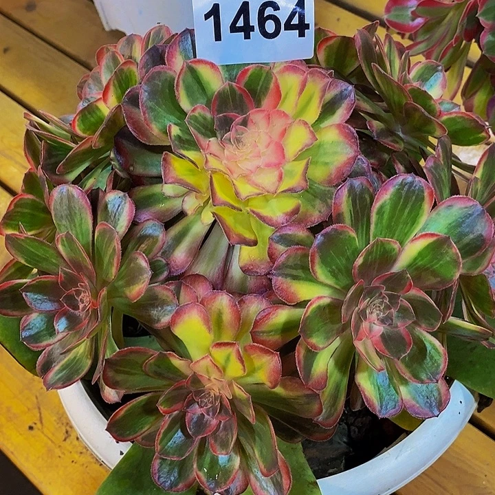 忧***蓝1464多肉植物唐三彩