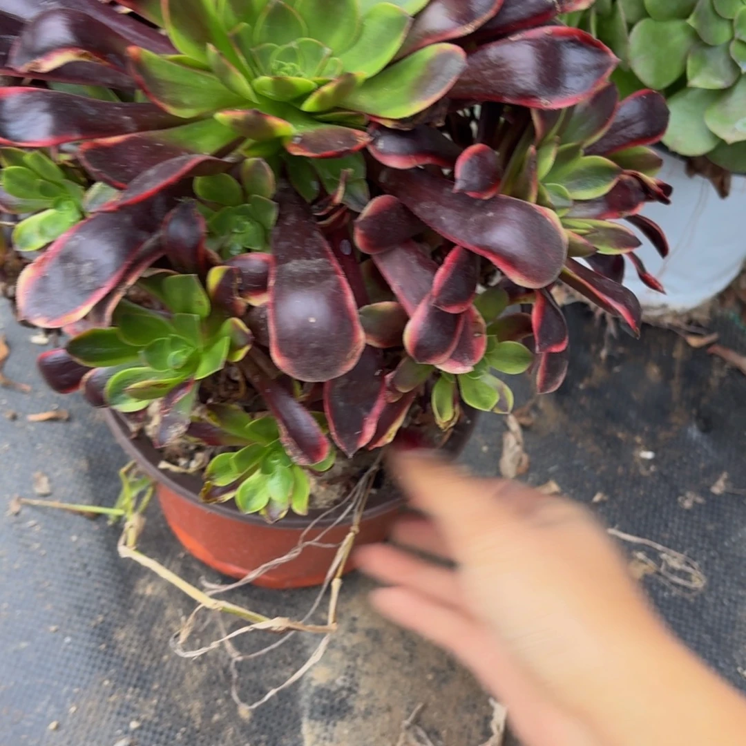 438多肉植物捧花的