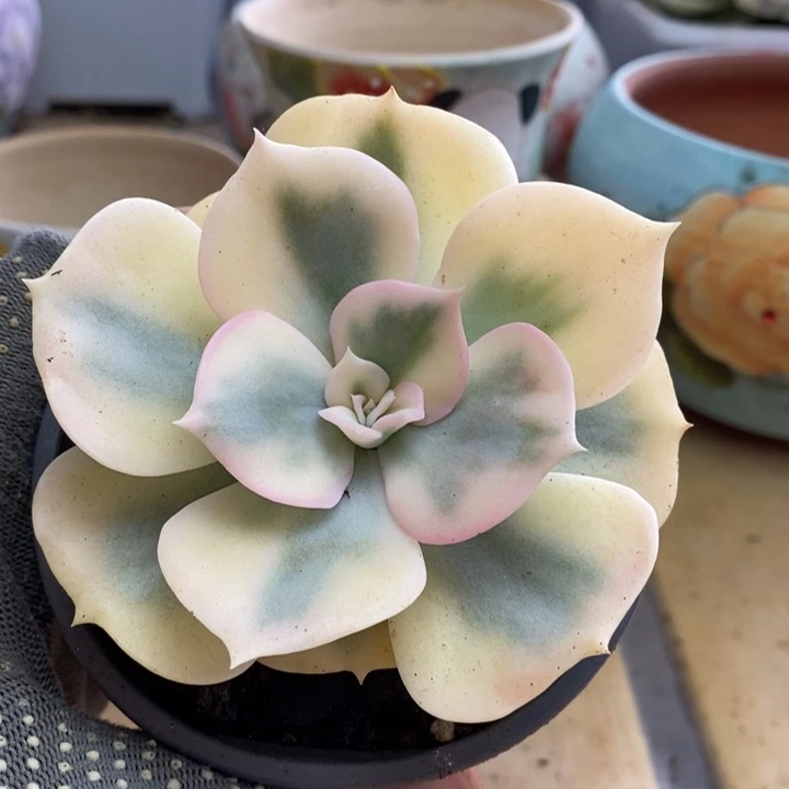 小***吖141双子座锦锦锦锦锦锦锦锦