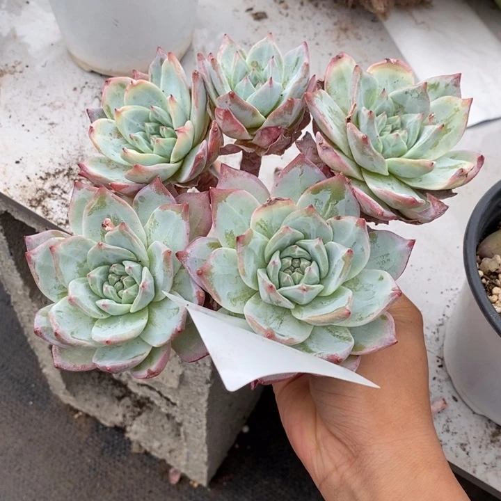 清*妈夏悦多肉0610-8粉蓝鸟