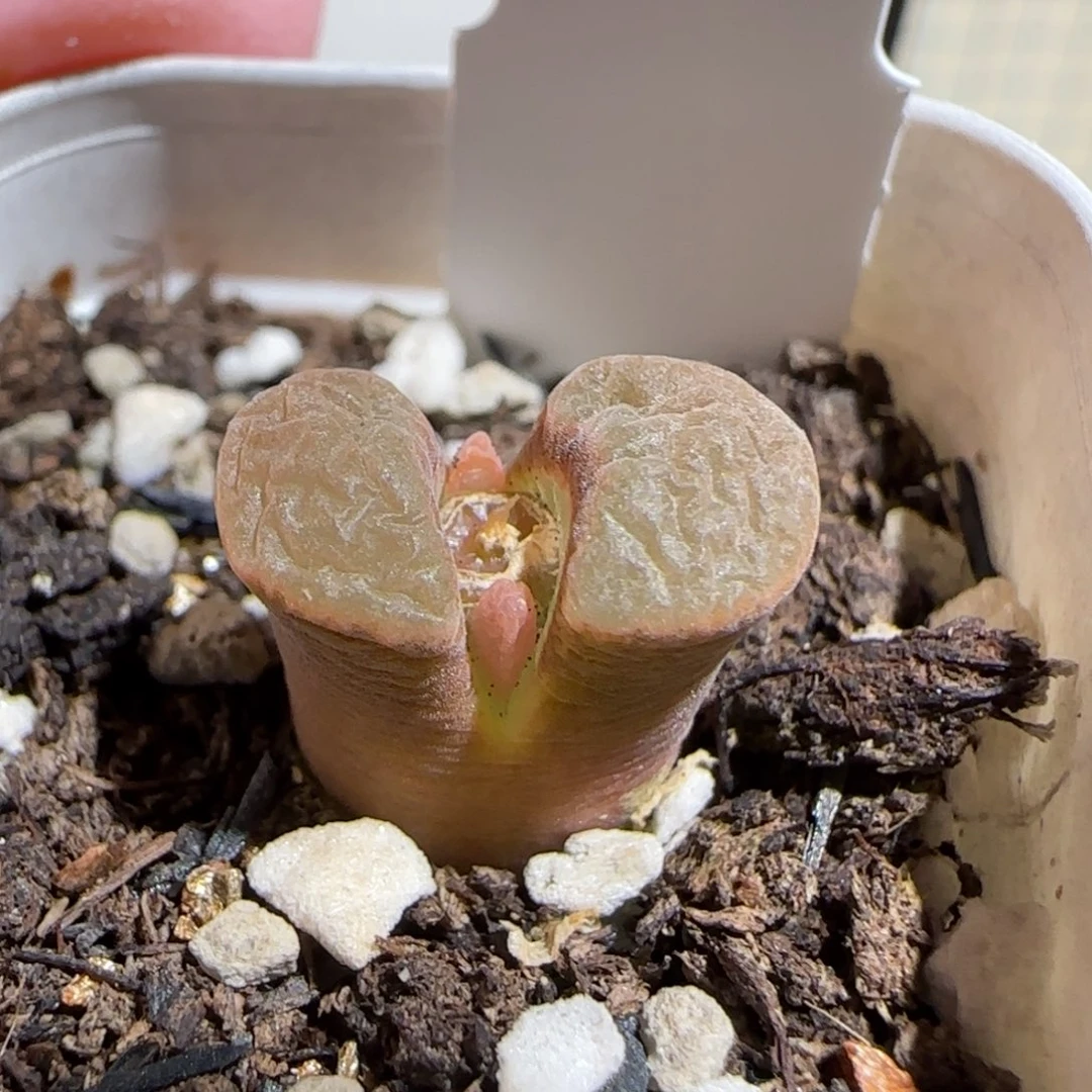 肉锥多肉植物组合-磁铁1723