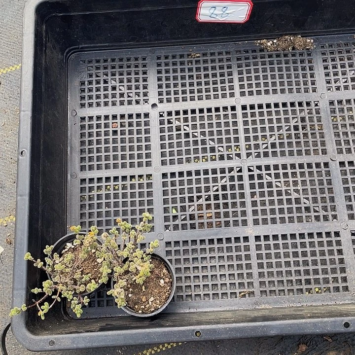 公***梦88号筐带盆土发货