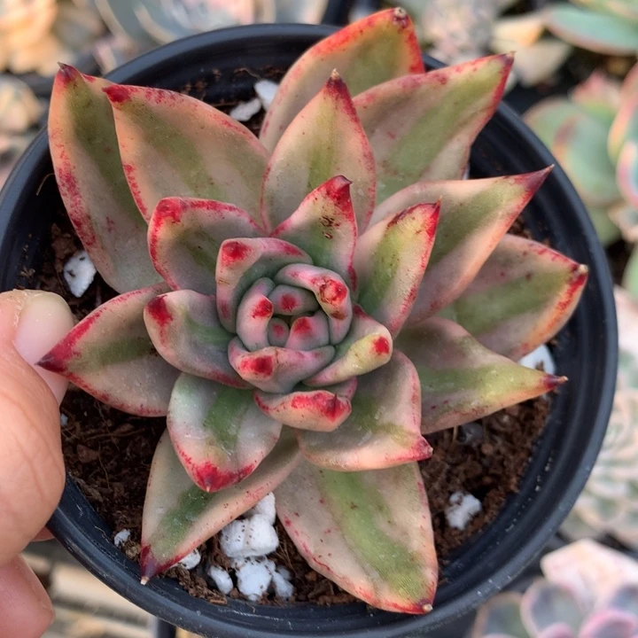 少量花朵（建议范围：2朵-5朵 或40%以下）艾克魂锦