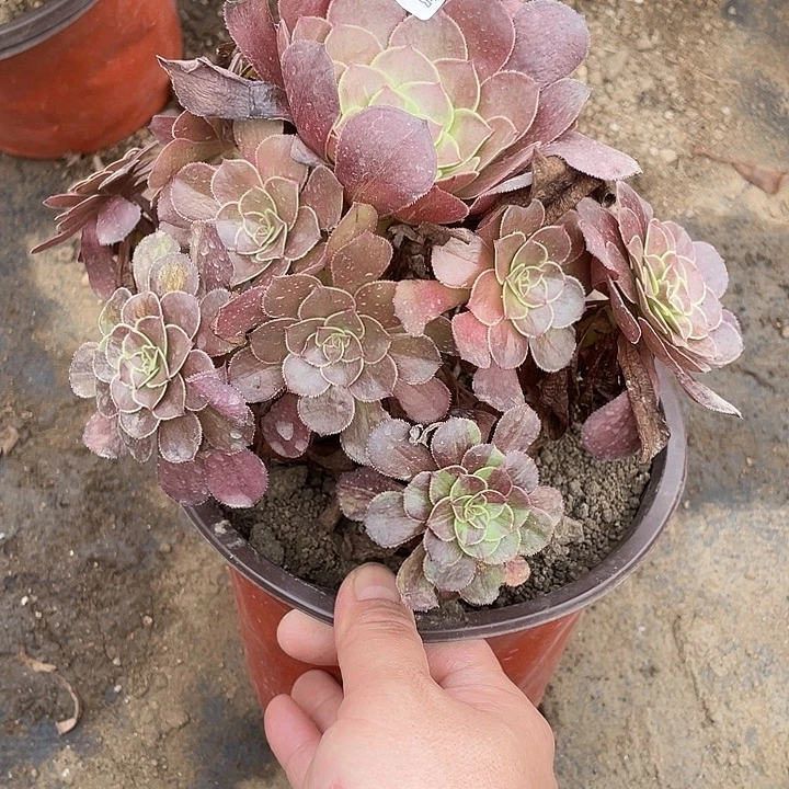468花月夜变异多肉植物福利