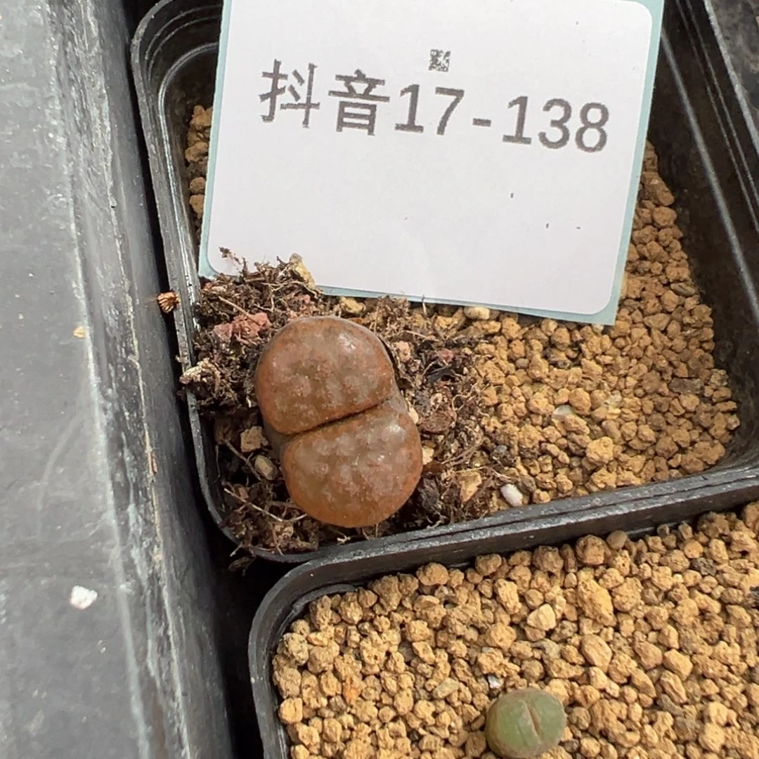 17-138量拍超级蛋糕风铃一颗