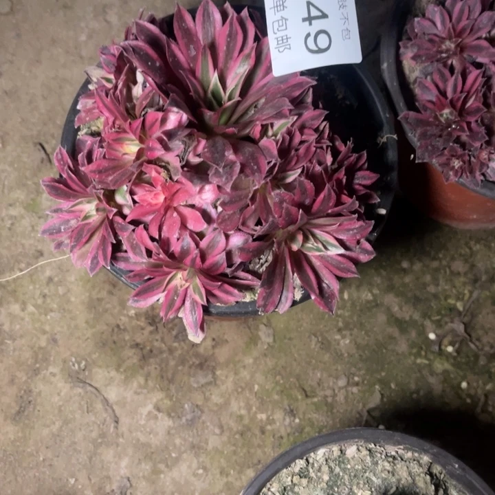 5449凤凰的人多肉的