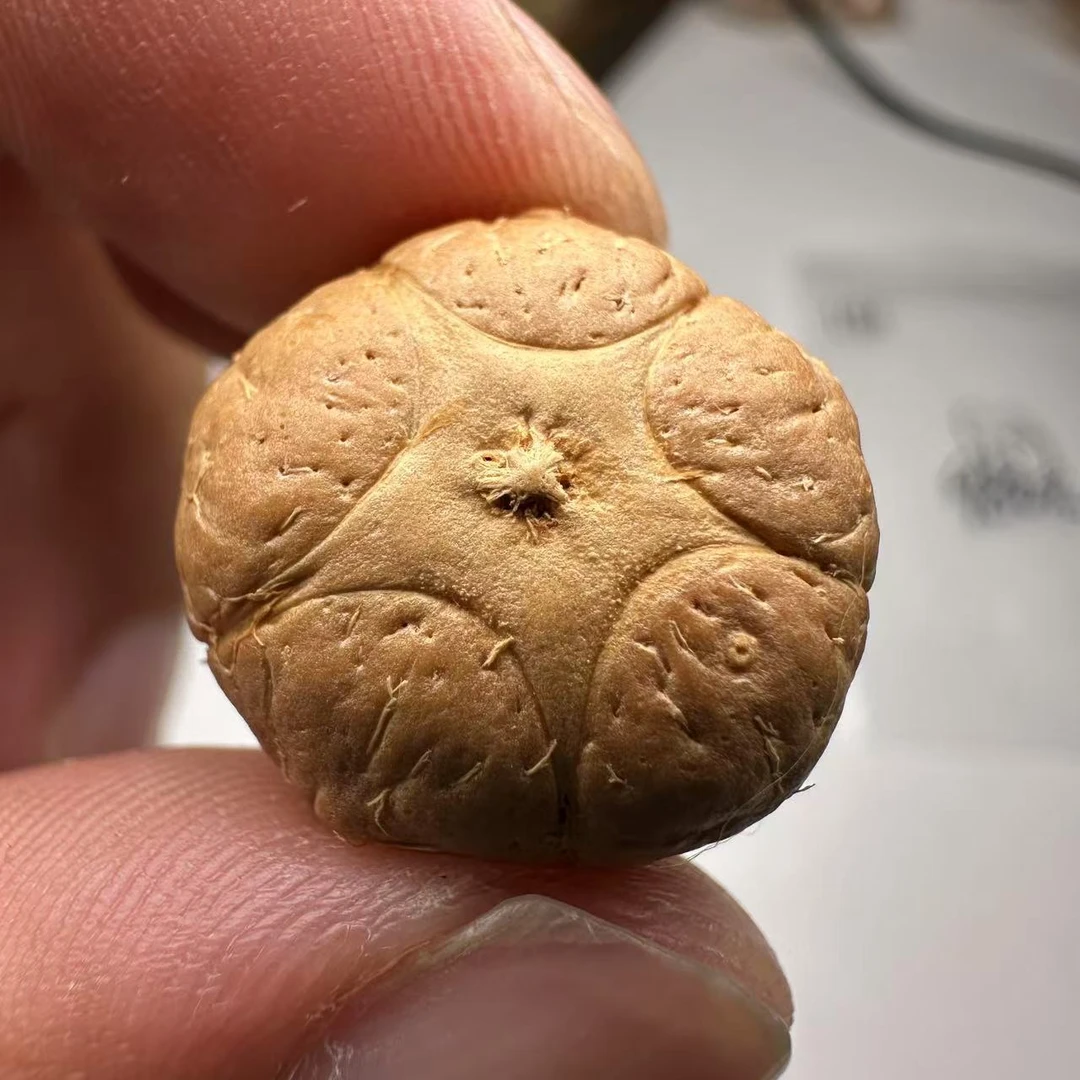 尼泊尔五星菩提，尺寸19，sss系列，货号71