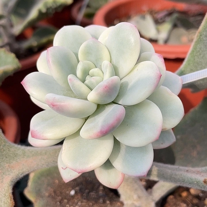 白马香水锦。锦龙一物一拍