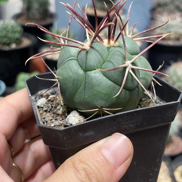 实生绯冠龙仙人球一颗