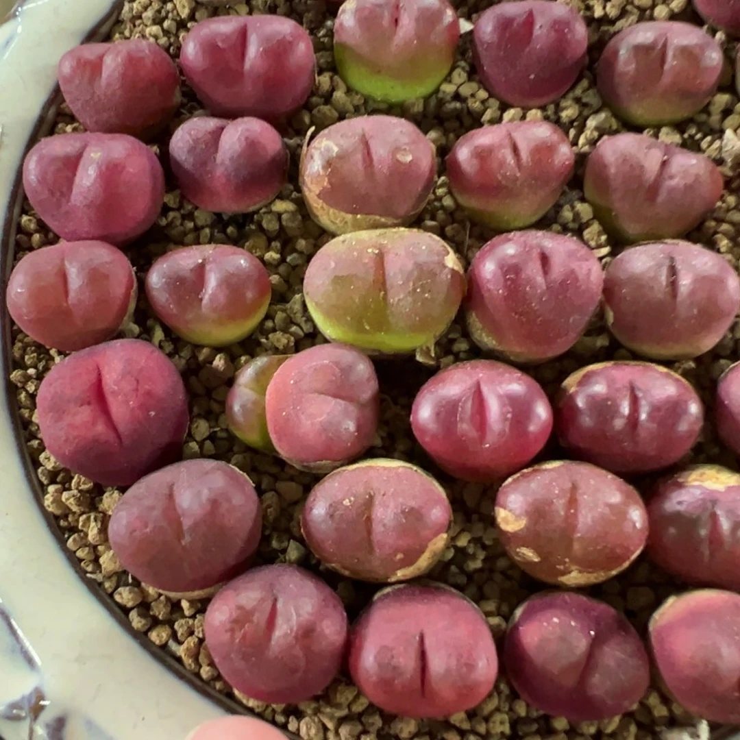 量拍吕氏毛汉尼一颗，多肉