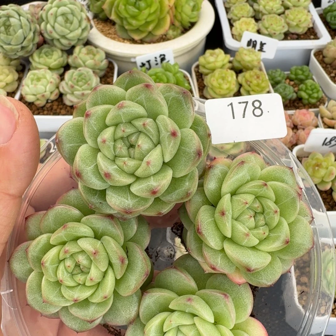 一物一拍一盒426-178